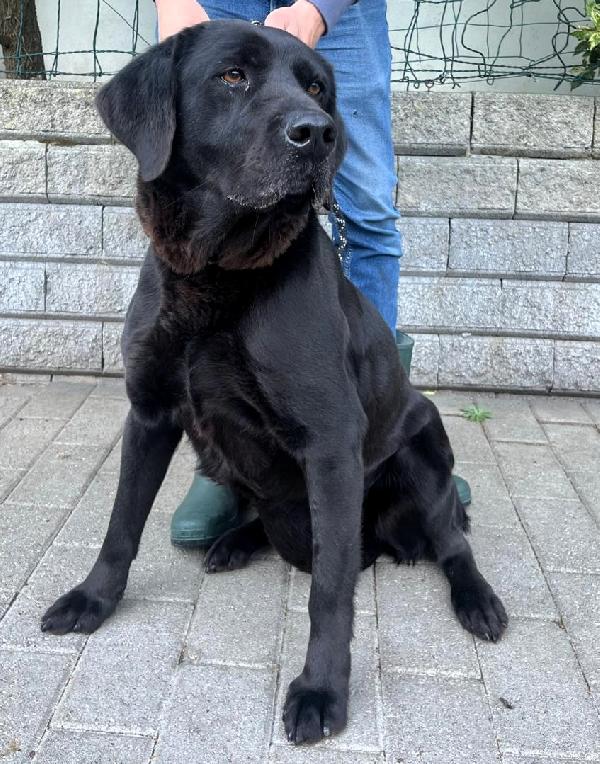 ARIA BELLISSIMA LABRADOR Foto 3